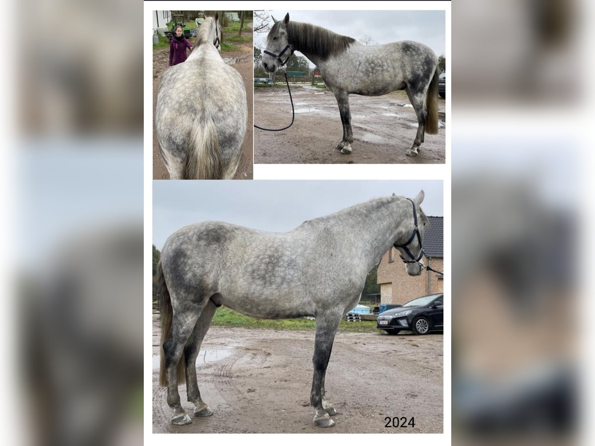 Cruzado Wałach 9 lat 163 cm Siwa w hreczce in Putte