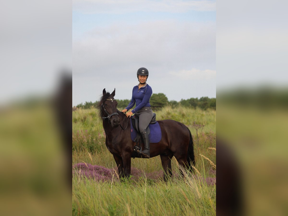 Cruzado Mix Wallach 10 Jahre 153 cm Rappe in Buren