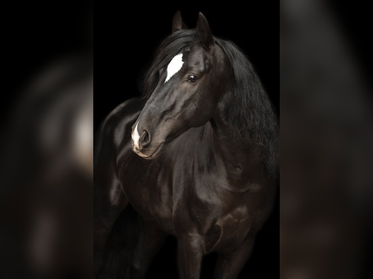 Cruzado Wallach 10 Jahre 153 cm Rappe in Geroldsgr&#xFC;n