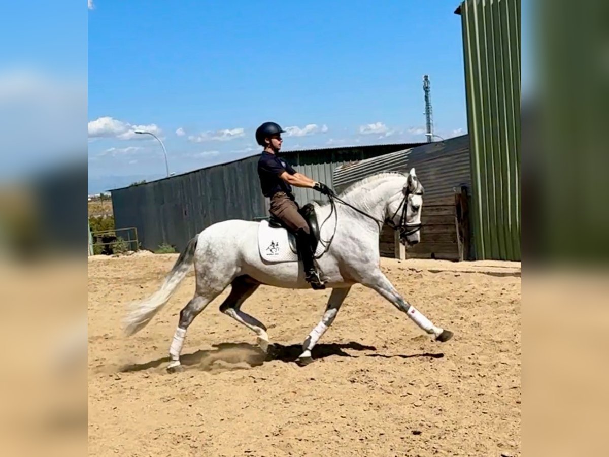 Cruzado Wallach 10 Jahre 161 cm Schimmel in Madrid