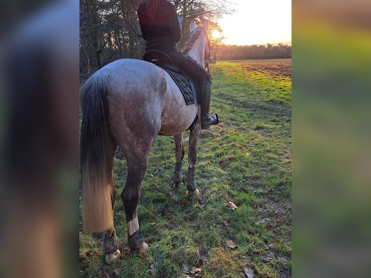 Cruzado Mix Wallach 11 Jahre 150 cm Kann Schimmel werden in Kamp-Lintfort