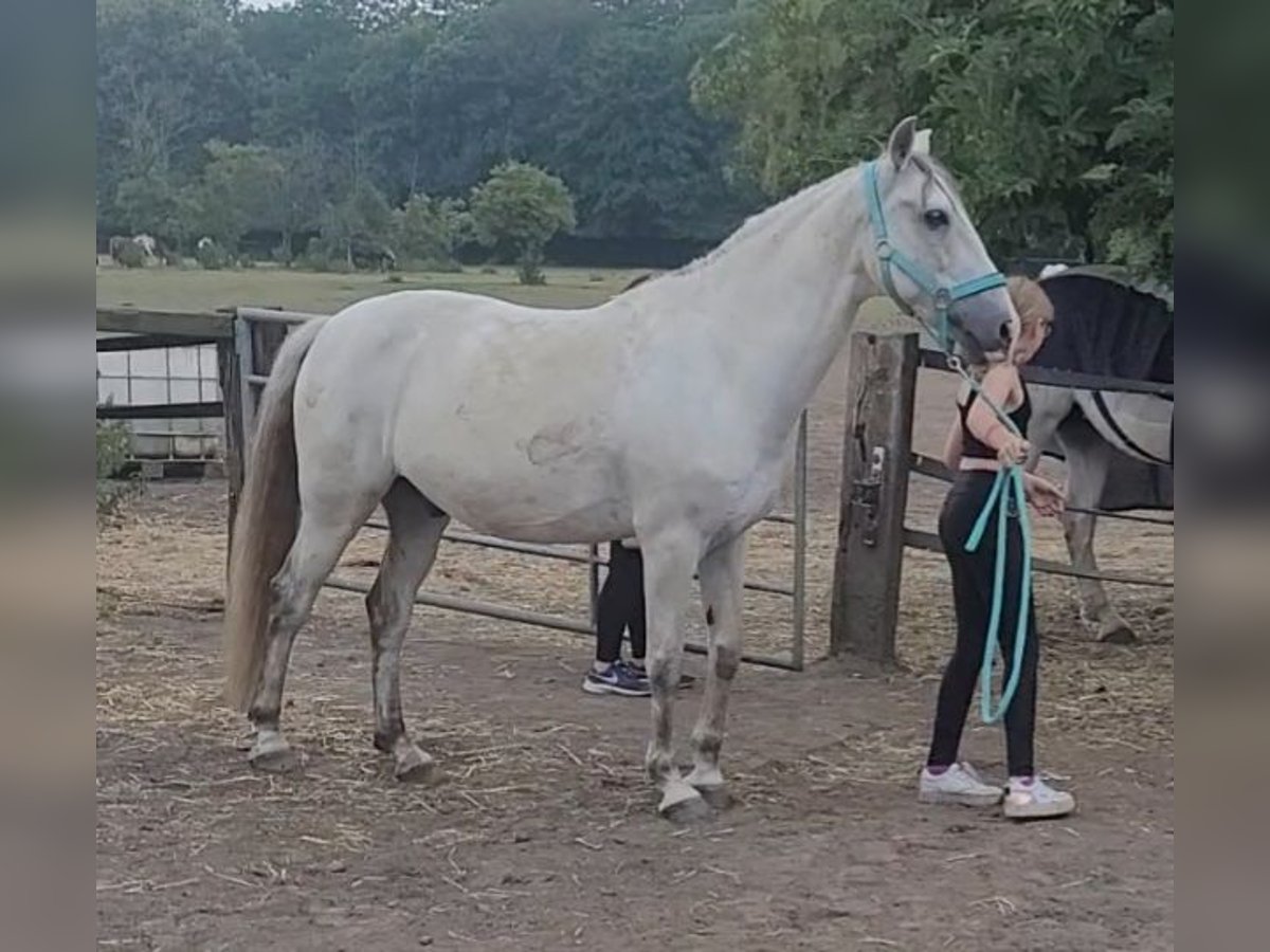 Cruzado Wallach 11 Jahre 153 cm in Essen