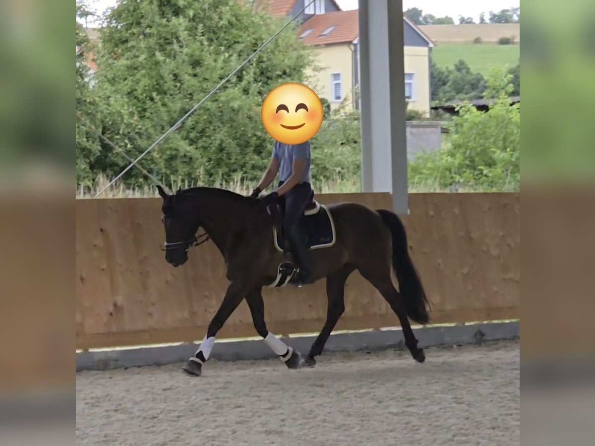 Cruzado Wallach 12 Jahre 172 cm Rappe in Einbeck
