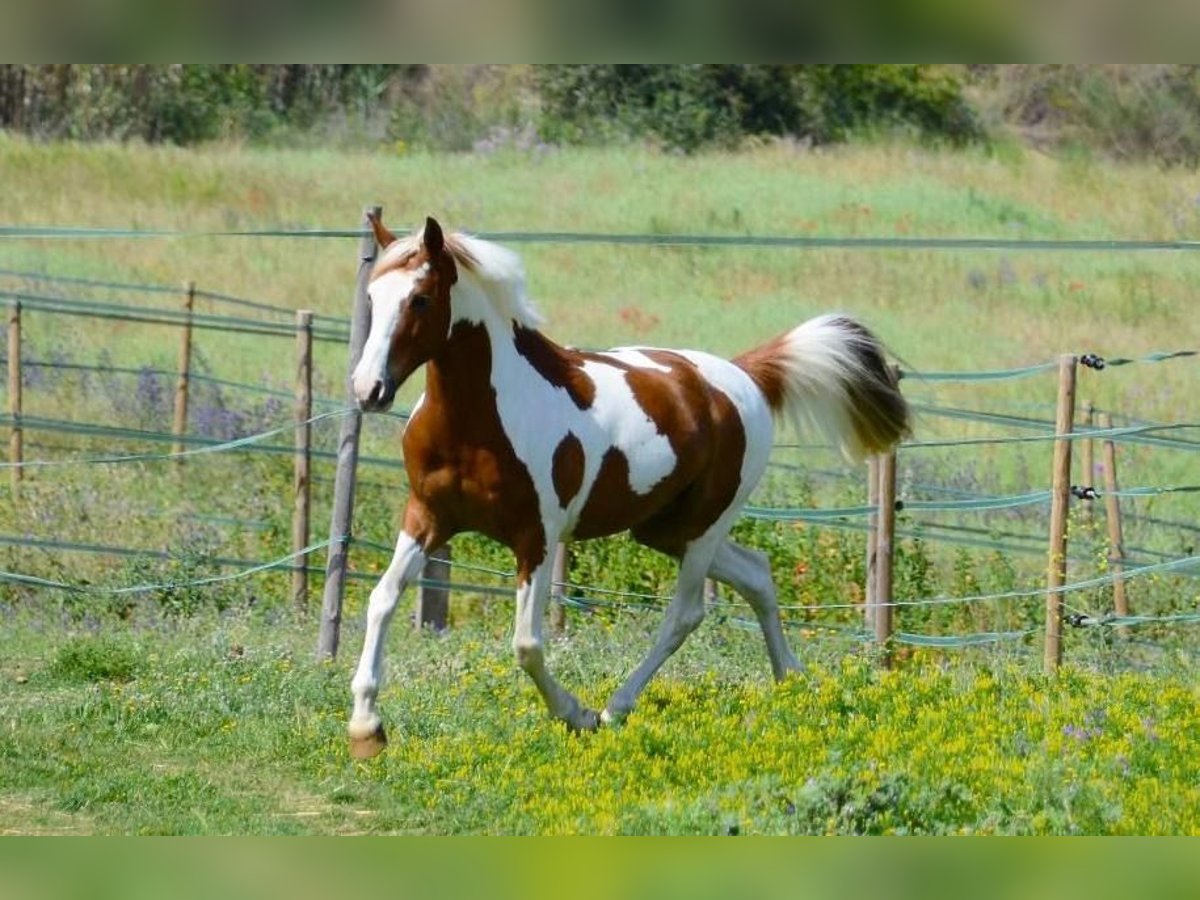 Cruzado Wallach 13 Jahre 148 cm Schecke in Canet De Mar