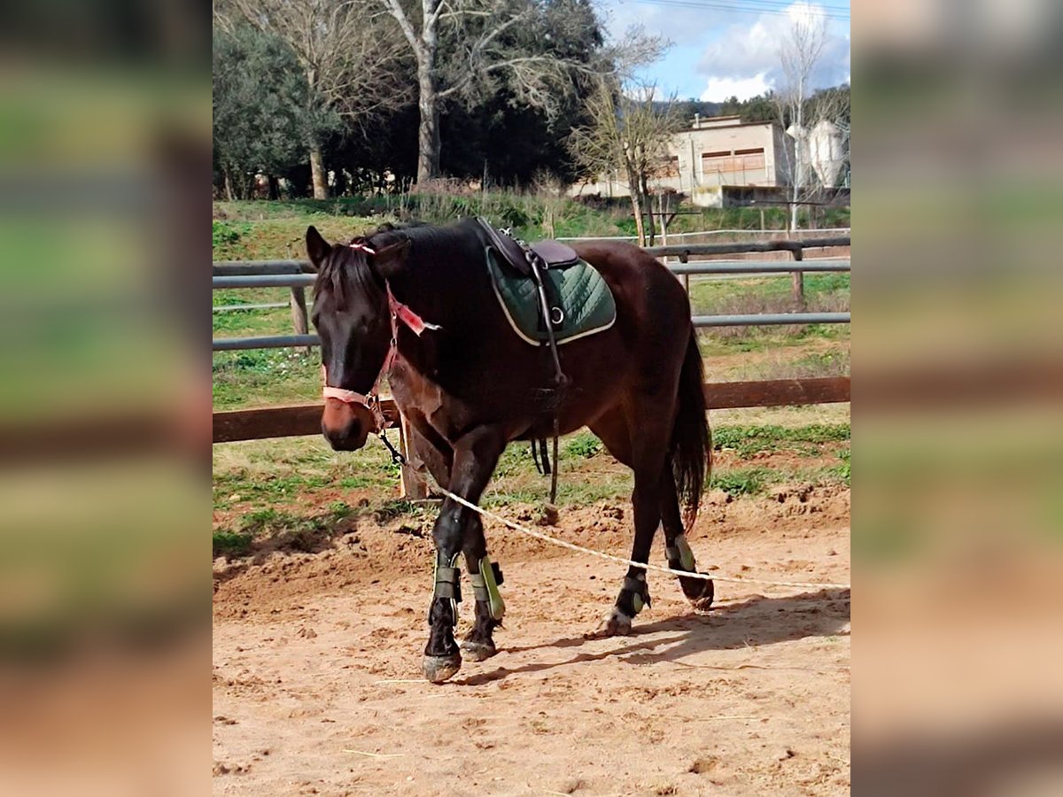 Cruzado Wallach 13 Jahre 157 cm Dunkelbrauner in Canet D&#39;Adri