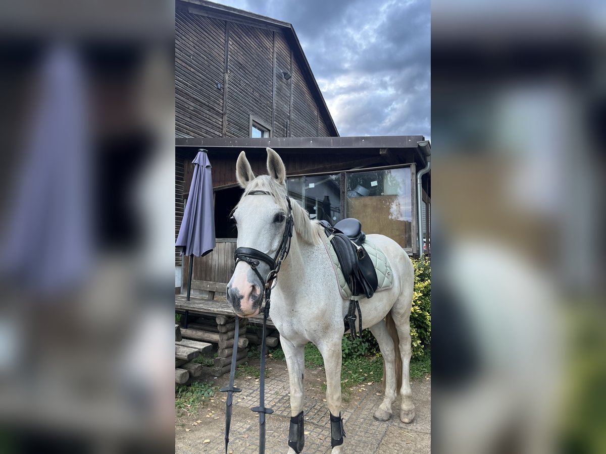 Cruzado Wallach 14 Jahre 163 cm Schimmel in Abenberg