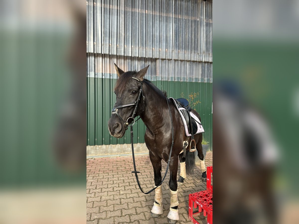 Cruzado Mix Wallach 16 Jahre 155 cm Rappe in Sch&#xF6;nberg