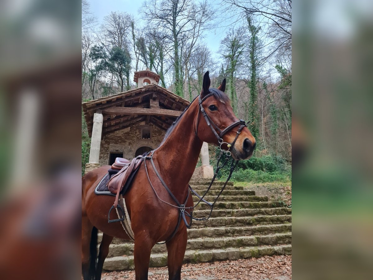 Cruzado Wallach 17 Jahre 182 cm Brauner in Olot