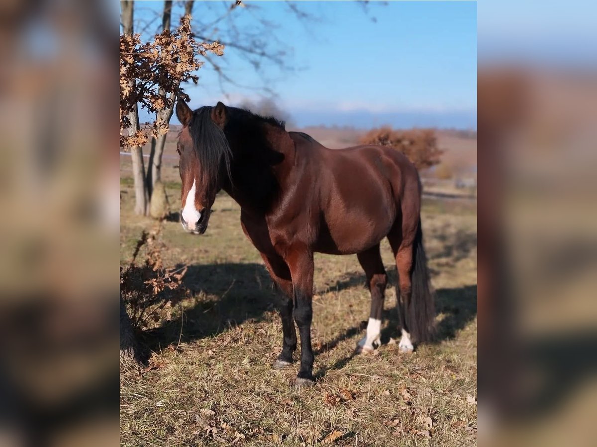 Cruzado Wallach 19 Jahre 160 cm Brauner in Wulkaprodersdorf / Vulkaprodr&#x161;tof