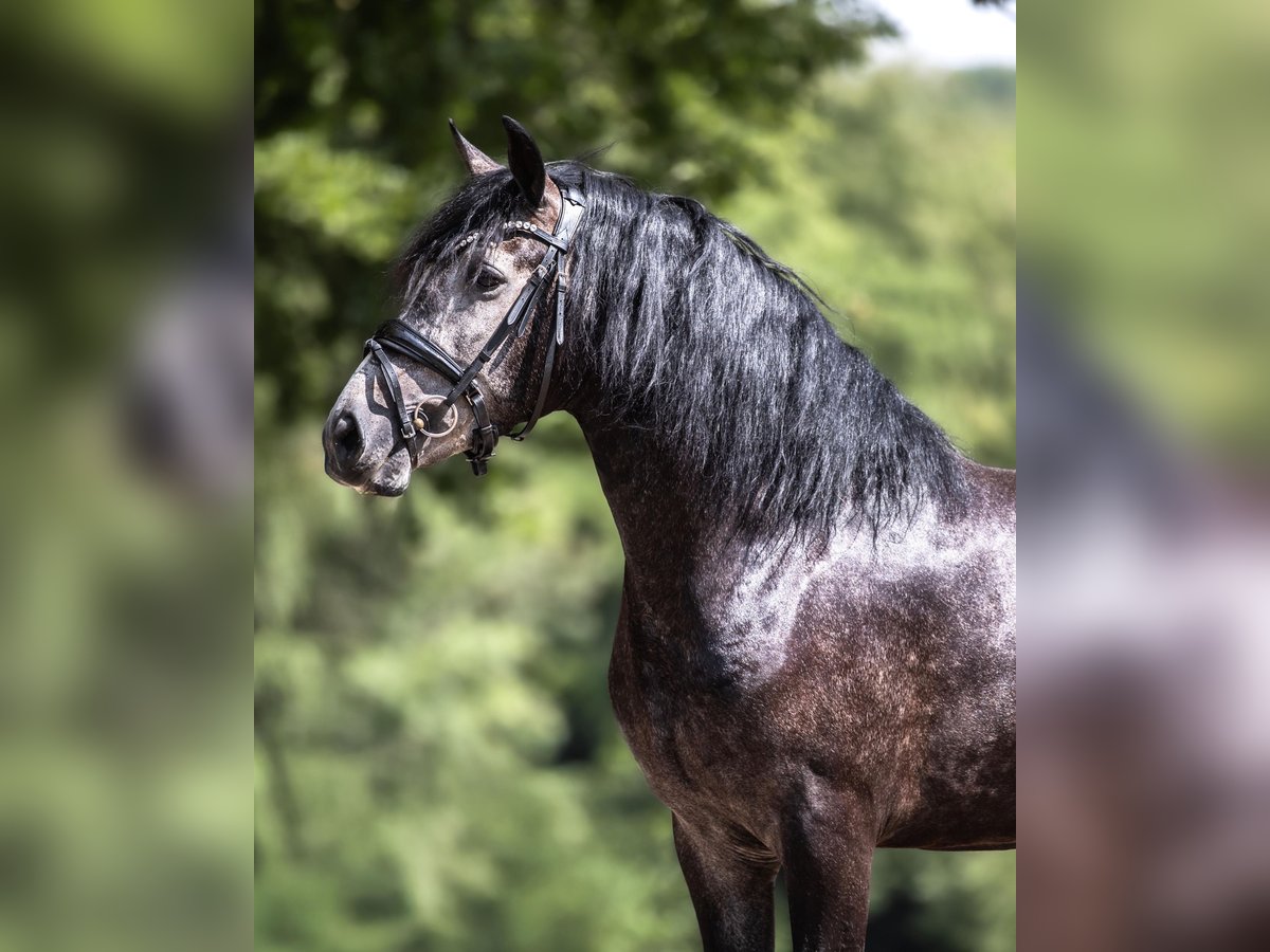Cruzado Mix Wallach 3 Jahre 150 cm Schimmel in WindhagenWindhagen