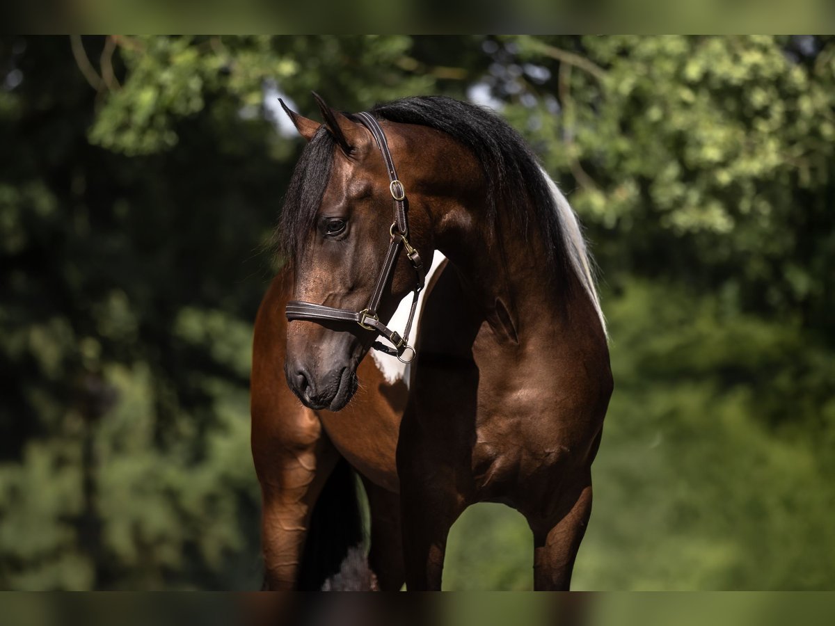 Cruzado Wallach 3 Jahre 165 cm Schecke in Windhagen