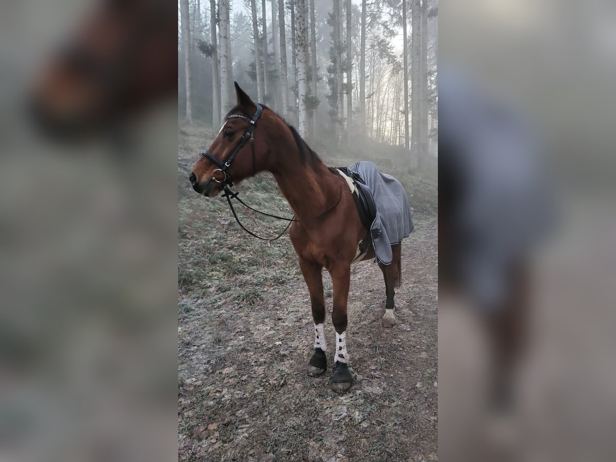 Cruzado Wallach 4 Jahre 162 cm Braunfalbschimmel in Kehl-Odelshofen