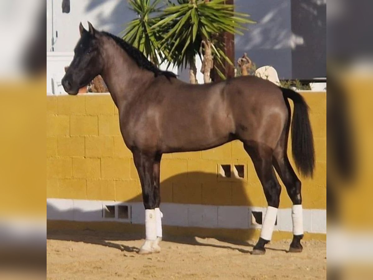 Cruzado Wallach 4 Jahre 165 cm Rappe in Sabadell Cruzado Wallach 4 Jahre 165 cm Rappe in Sabadell