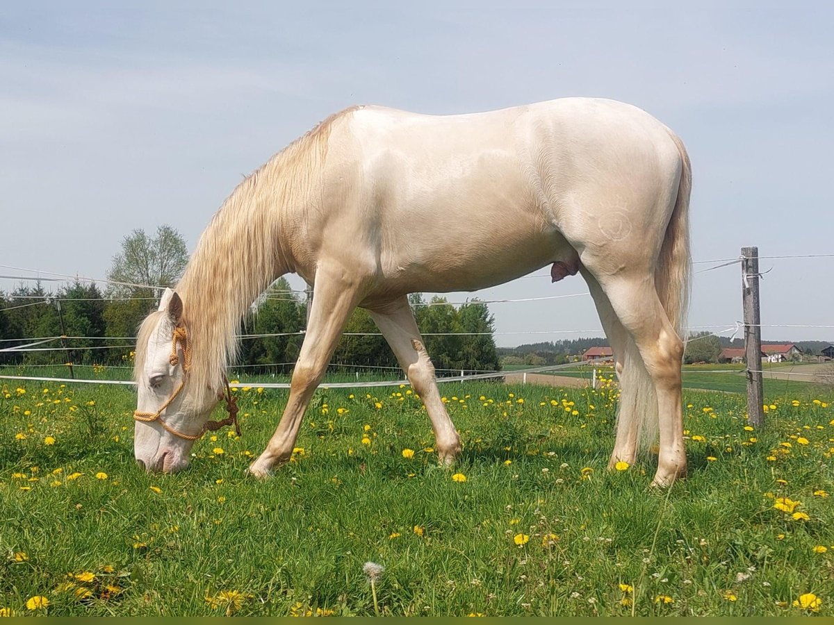 Cruzado Wallach 5 Jahre 160 cm Cremello in Niedertaufkirchen