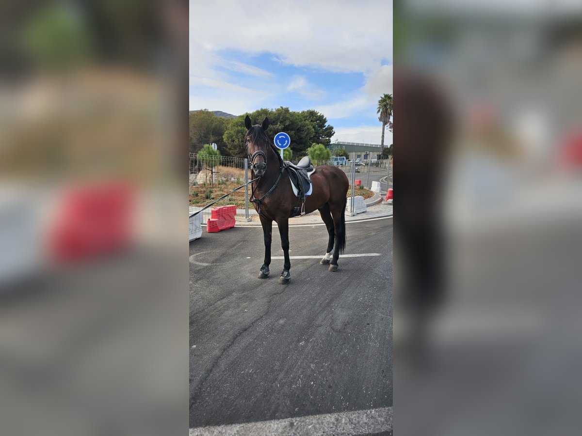Cruzado Wallach 5 Jahre 164 cm Hellbrauner in Torremolinos
