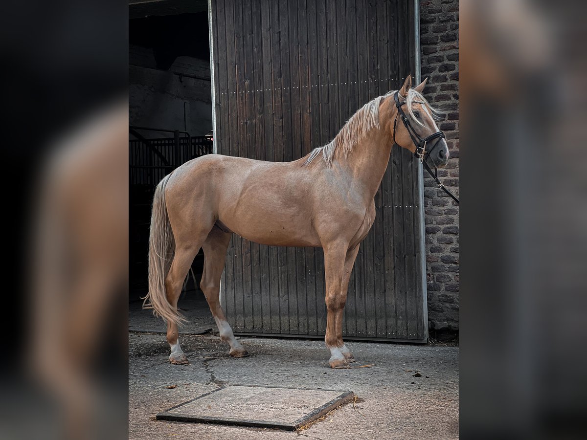 Cruzado Wallach 5 Jahre Palomino in Rommerskirchen