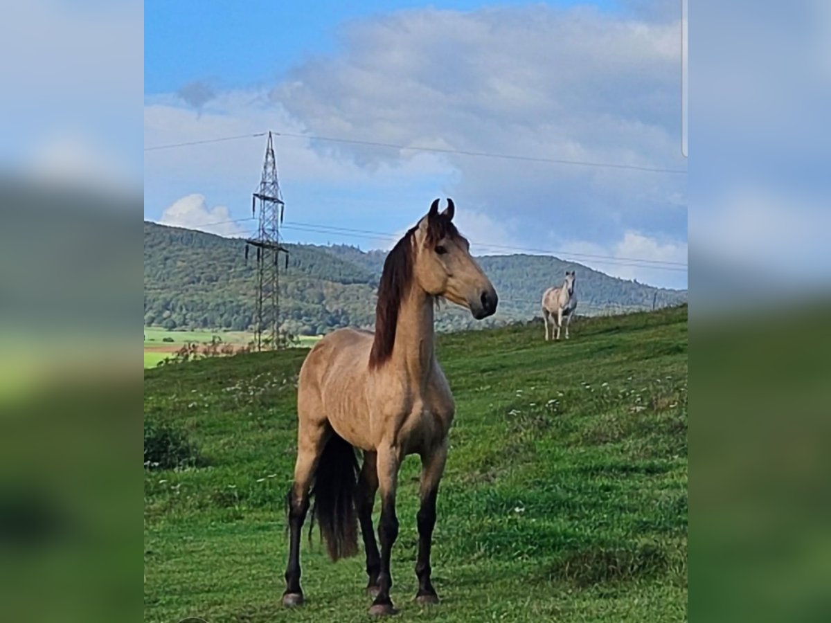 Cruzado Mix Wallach 6 Jahre 150 cm Buckskin in Marburg