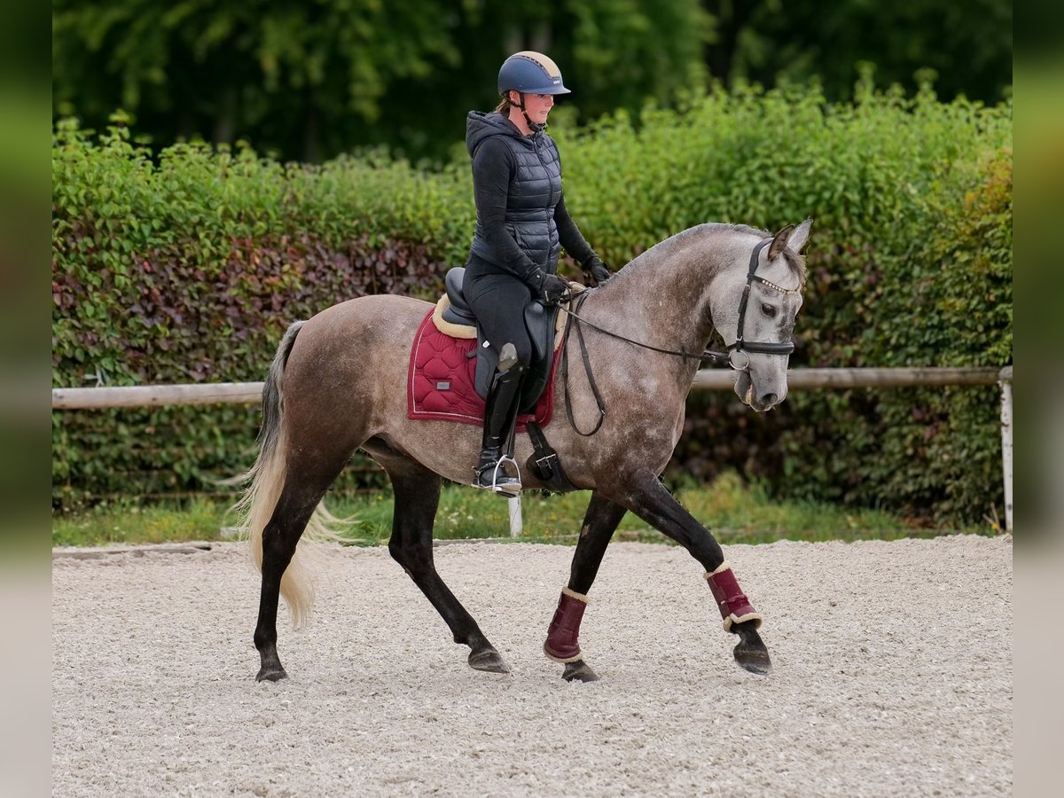Cruzado Wallach 6 Jahre 155 cm Blauschimmel in Neustadt (Wied)