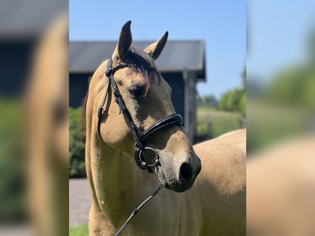 Cruzado Wallach 6 Jahre 161 cm in Voorschoten