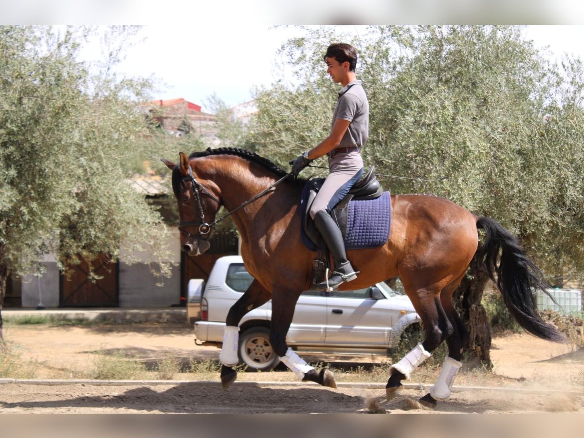 Cruzado Wallach 6 Jahre 162 cm Brauner in Santa Olalla Del Cala Cruzado Wallach 6 Jahre 162 cm Brauner in Santa Olalla Del Cala