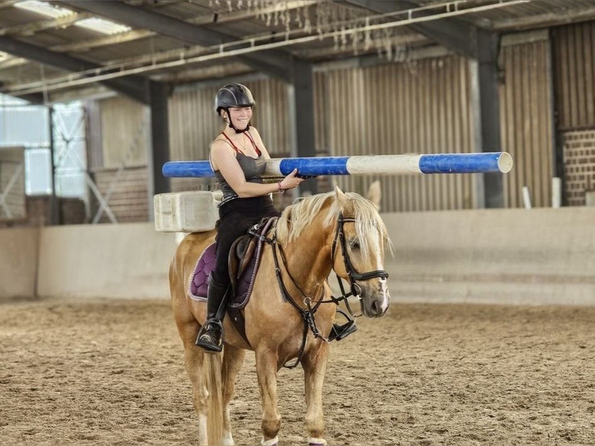 Cruzado Wallach 6 Jahre 164 cm Palomino in Rommerskirchen