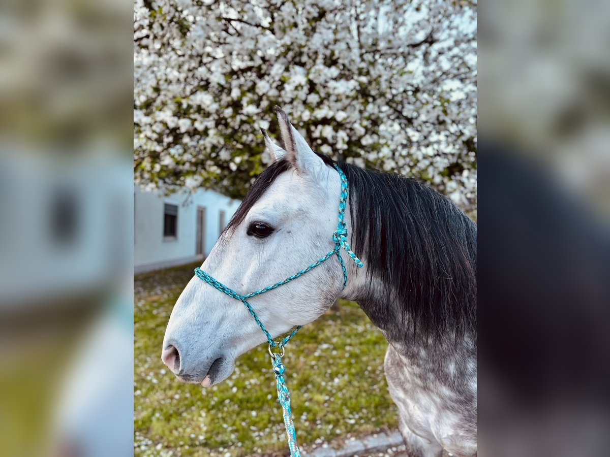 Cruzado Wallach 7 Jahre 148 cm Schimmel in Waldbrunn (Westerwald)