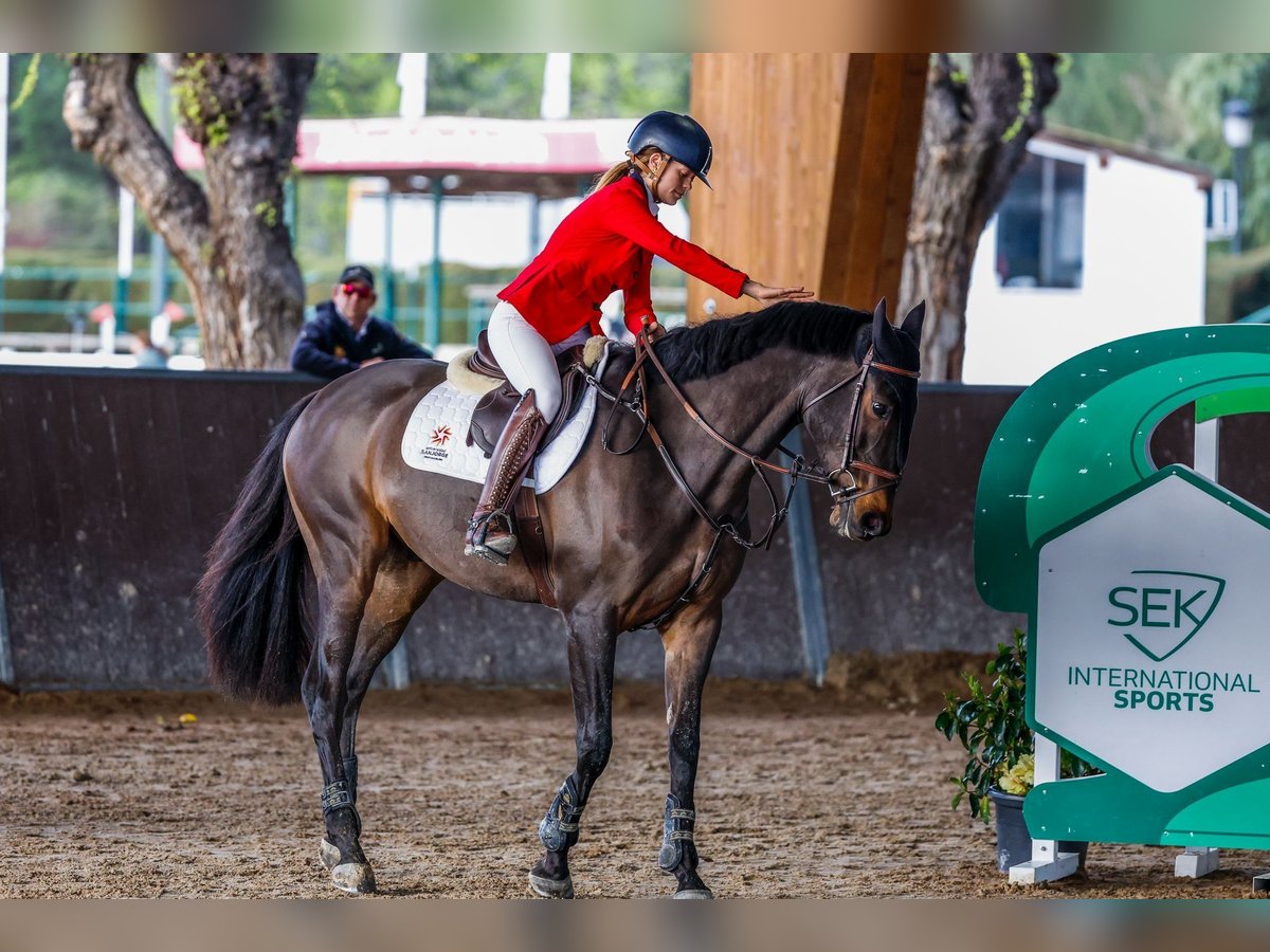 Cruzado Wallach 8 Jahre 170 cm Dunkelbrauner in Utebo