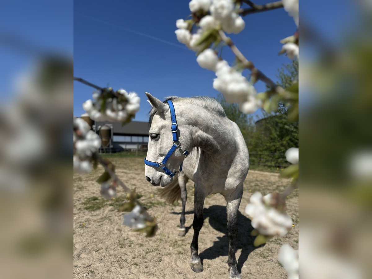 Cruzado Wallach 9 Jahre 155 cm Schimmel in Mönchengladbach
