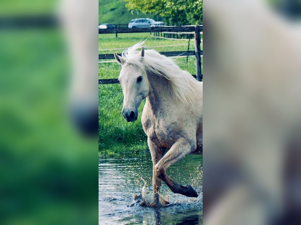 Cruzado Wallach 9 Jahre 157 cm Palomino in K&#xF6;ln