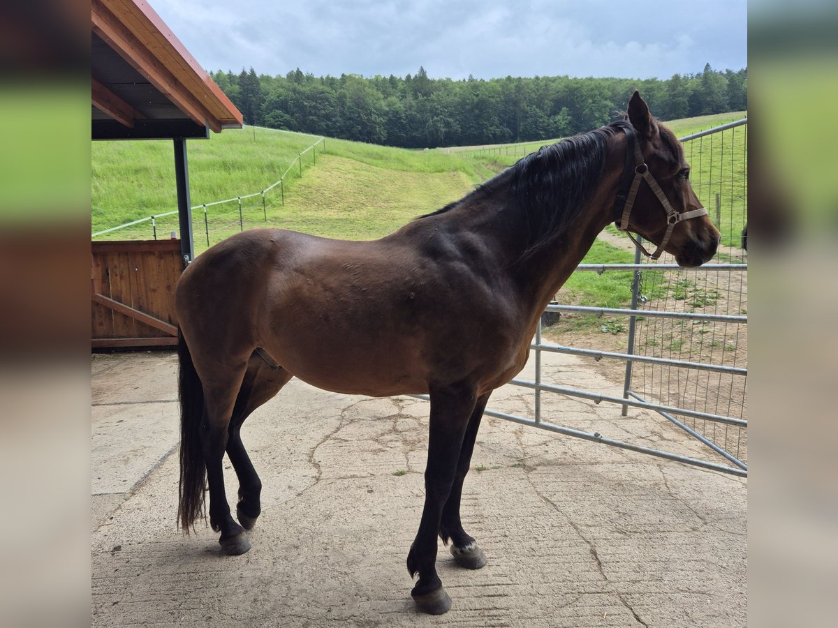 Cruzado Wallach 9 Jahre 159 cm Brauner in Bodenwerder