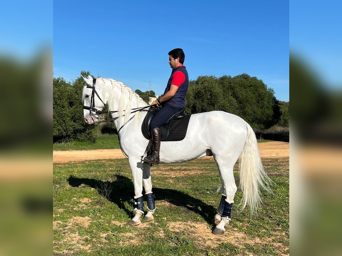 Cruzado Mix Wallach 9 Jahre 169 cm White in Dos Hermanas