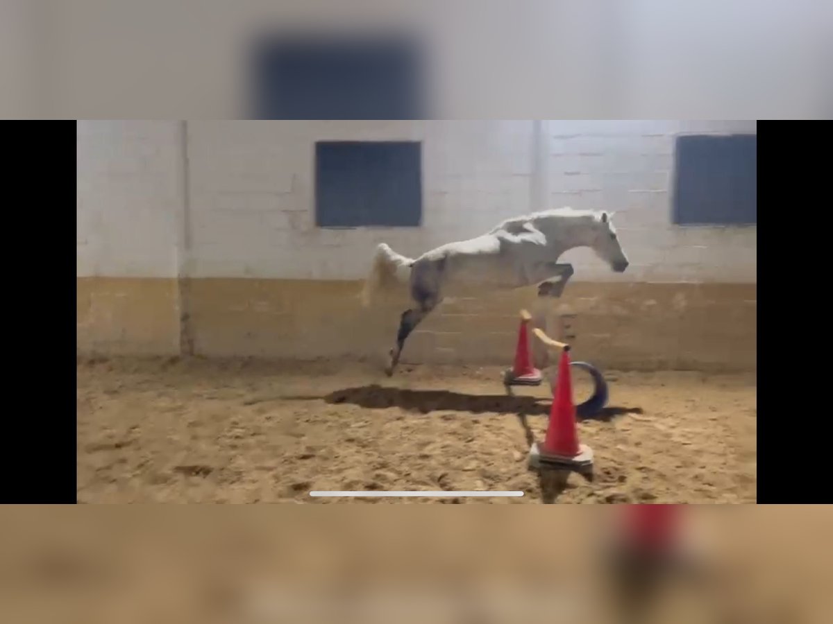 Cruzado Yegua 10 años 145 cm Tordo in Huelva