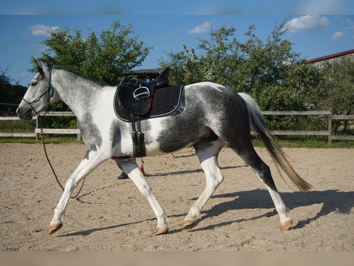 Cruzado Mestizo Yegua 3 años 141 cm Pío in Beratzhausen