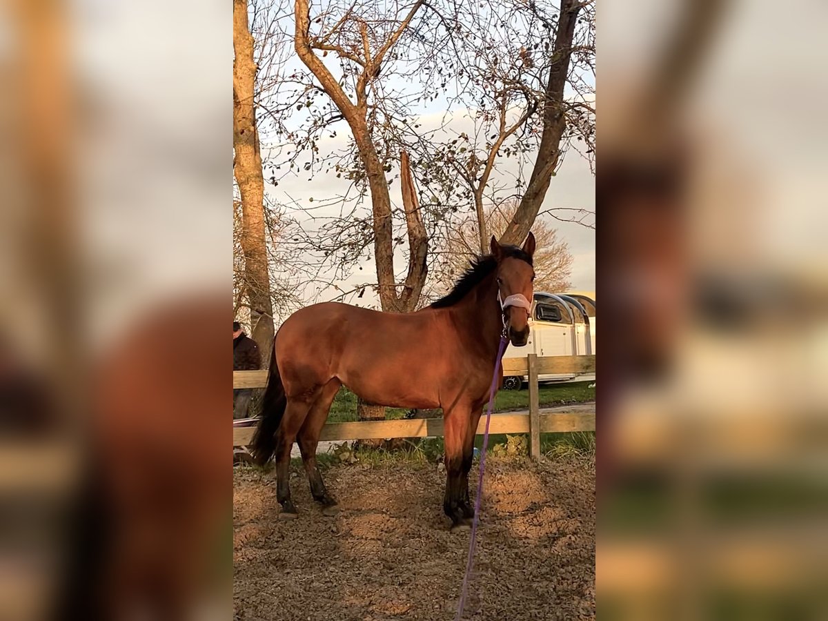 Cruzado Yegua 4 años 155 cm Castaño in Bedum