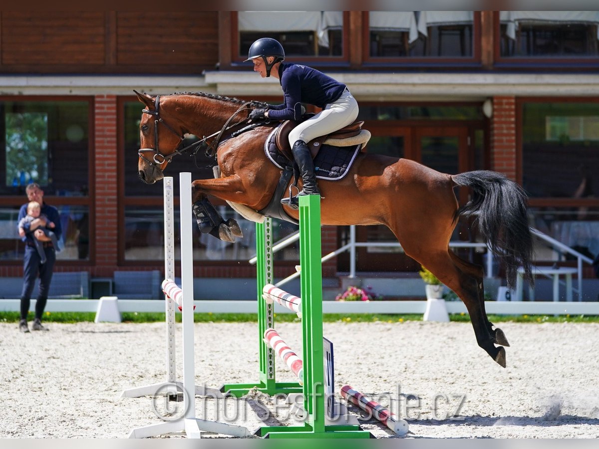 CSFR Checo Yegua 4 años 161 cm Castaño in Ceske Budejovice
