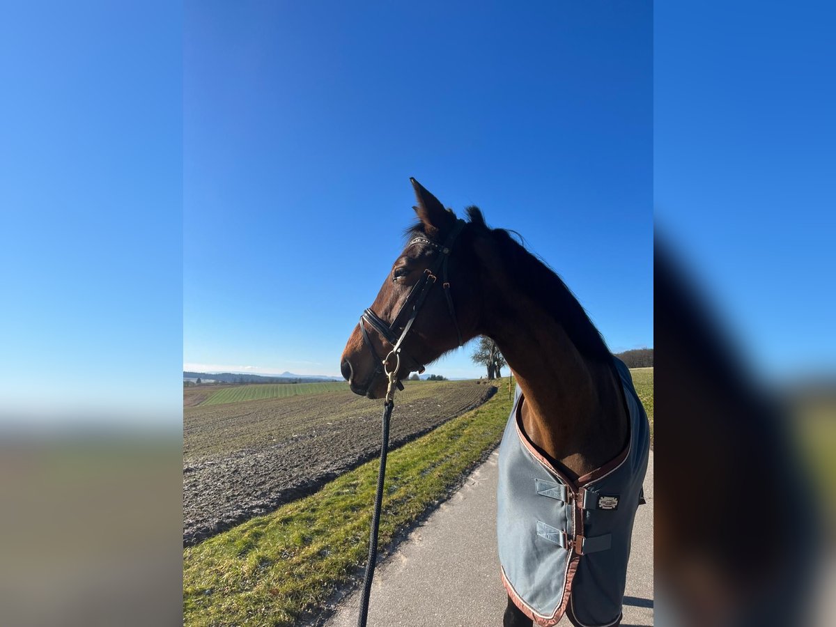 CSFR warmbloed Merrie 8 Jaar 166 cm Bruin in Stockach