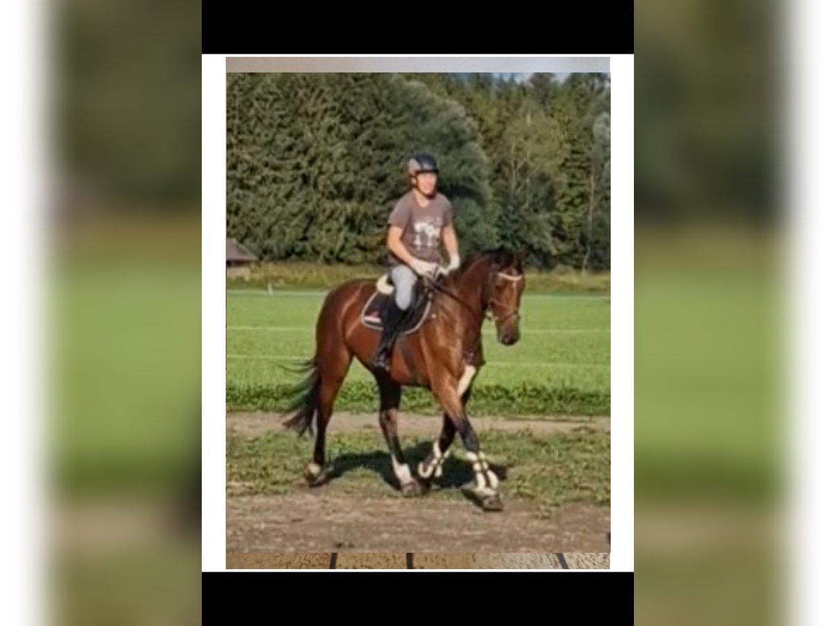 CSFR Warmblood Mare 7 years 16,1 hh Brown in Stockach