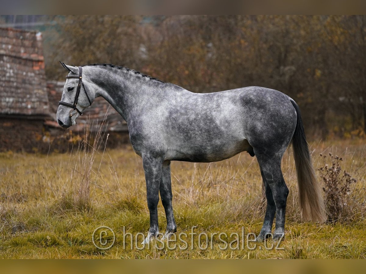 CSFR Warmblut Wallach 8 Jahre 169 cm Schimmel in 1 Stunde von Prag