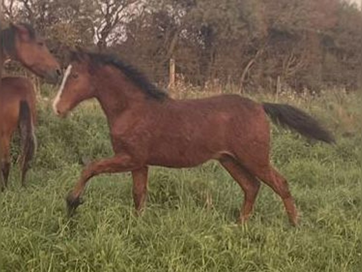 Curly horse Gelding 2 years 15 hh Bay-Dark in Sk&#xE6;rb&#xE6;k