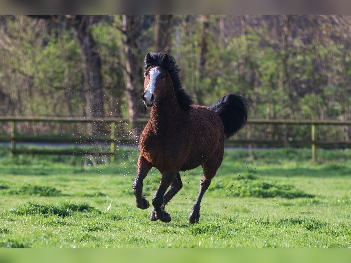 Curly horse Gelding 3 years 14,3 hh Brown in Bokel