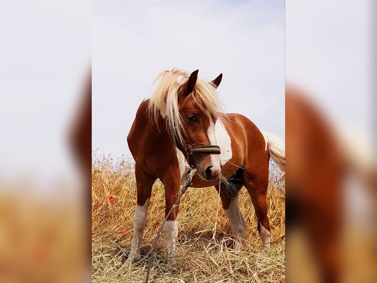 Curly horse Gelding 4 years 12,3 hh Pinto in Lemgow