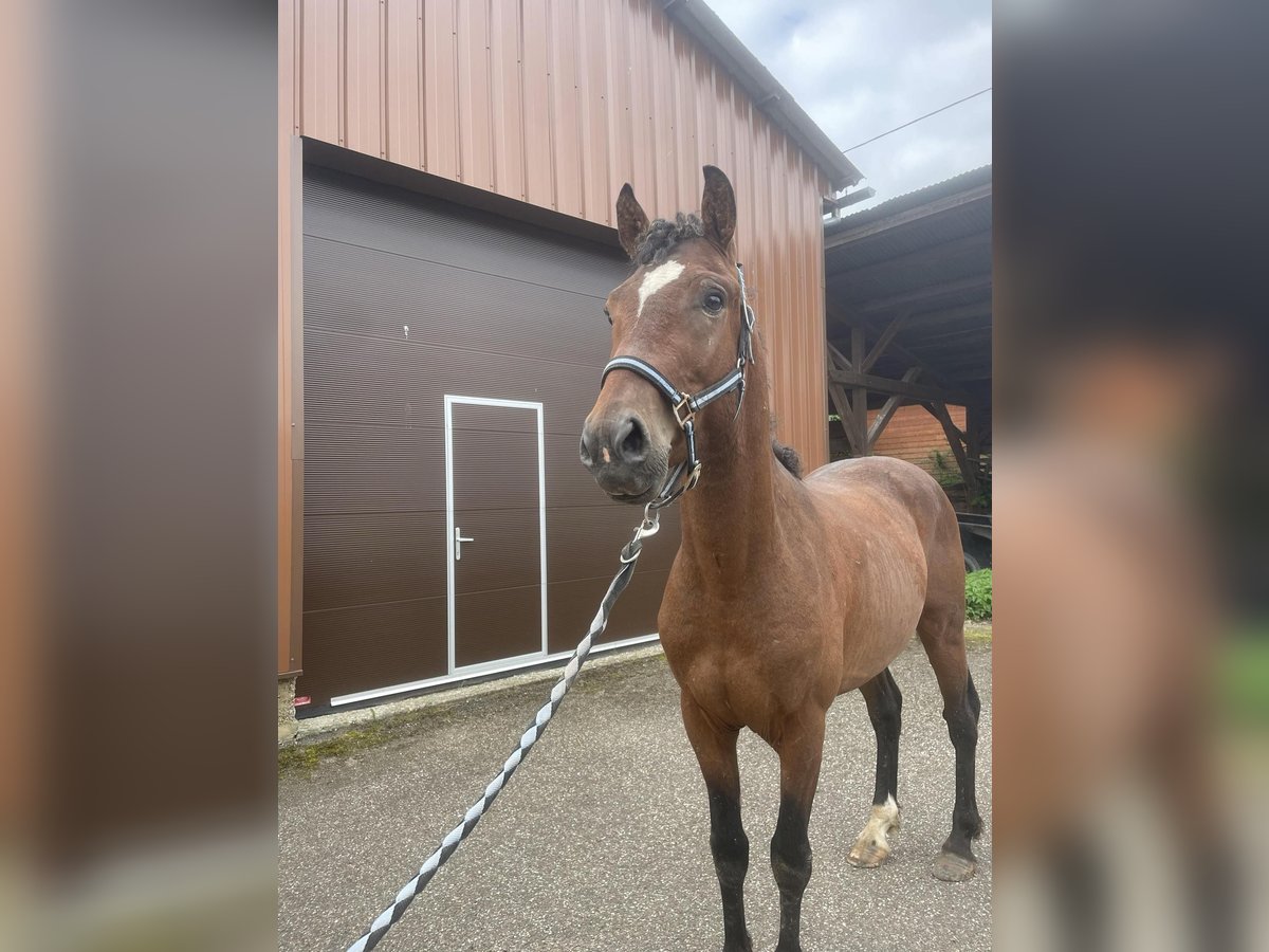 Curly horse Gelding 4 years 14,1 hh Brown in Jetterswiller