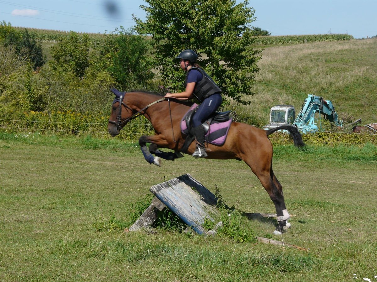 Curly horse Gelding 4 years 14,2 hh Brown in Neewiller-pr&#xE8;s-Lauterbourg