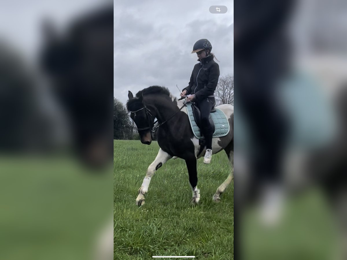 Curly horse Gelding 5 years 14,2 hh Bay in Ennepetal