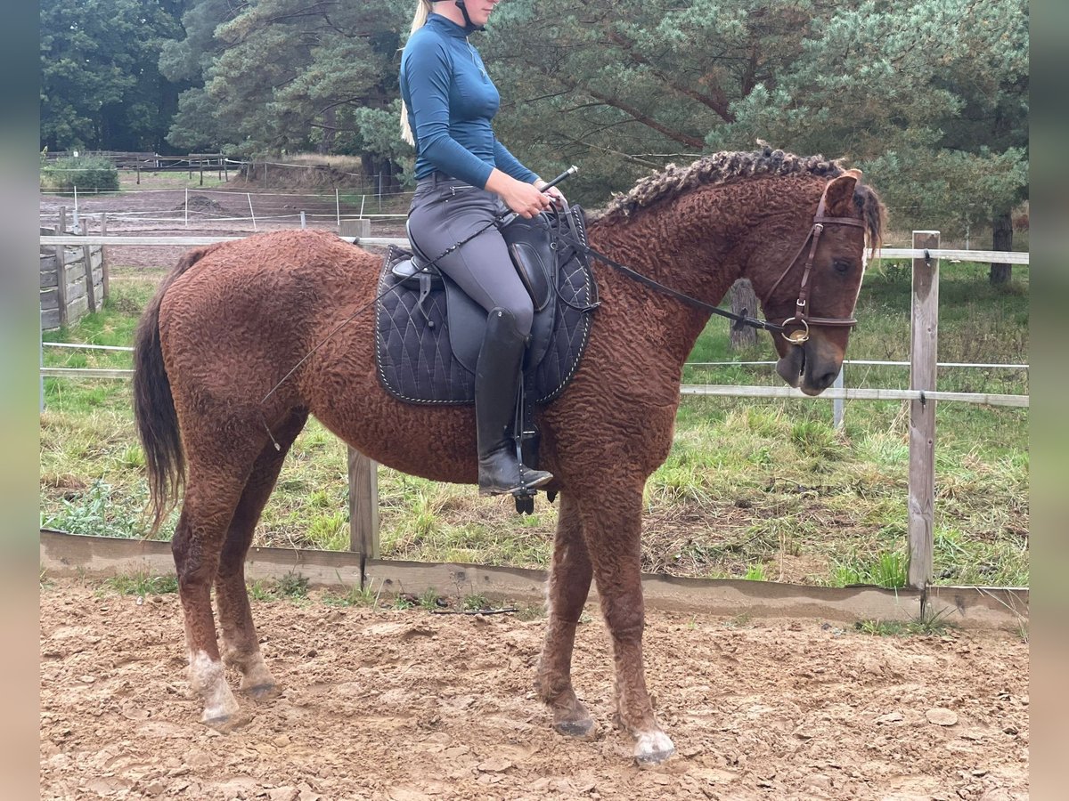 Curly horse Gelding 6 years 14,3 hh Chestnut in Eickhof