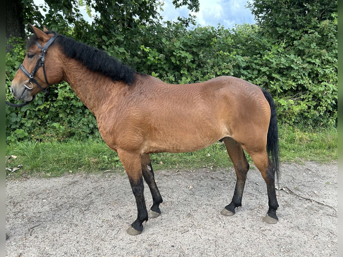 Curly horse Gelding 6 years 15 hh Brown in Alveslohe