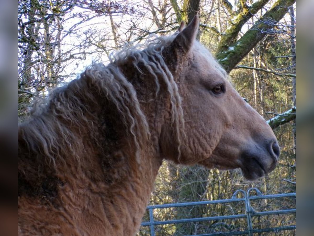 Curly horse Gelding 8 years 14,2 hh Dunalino in Arnbruck