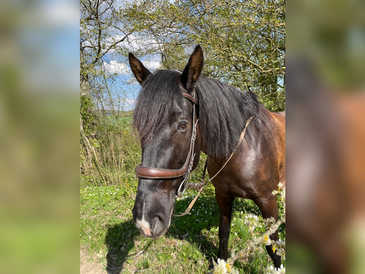 Curly horse Gelding 8 years 16 hh Black in Laichingen