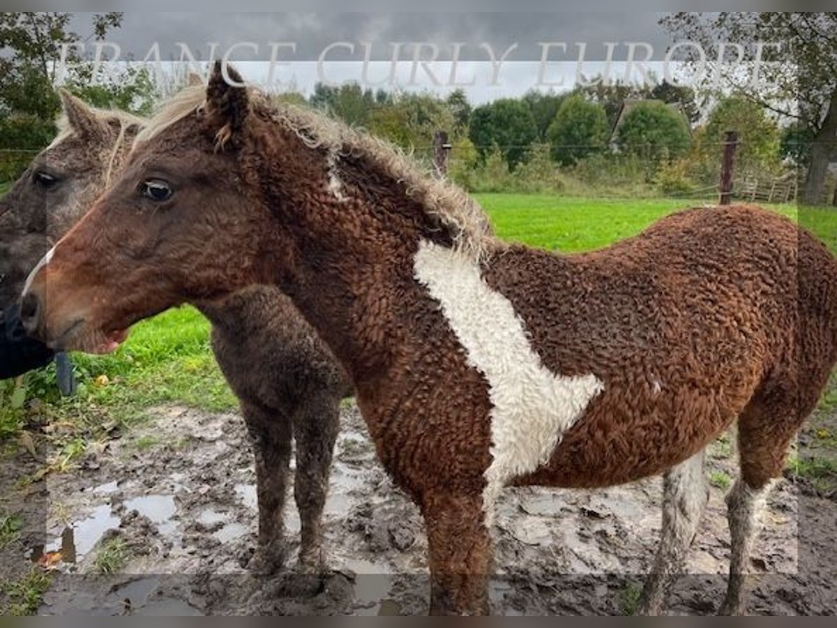 Curly Horse Hengst 1 Jaar 138 cm in BE