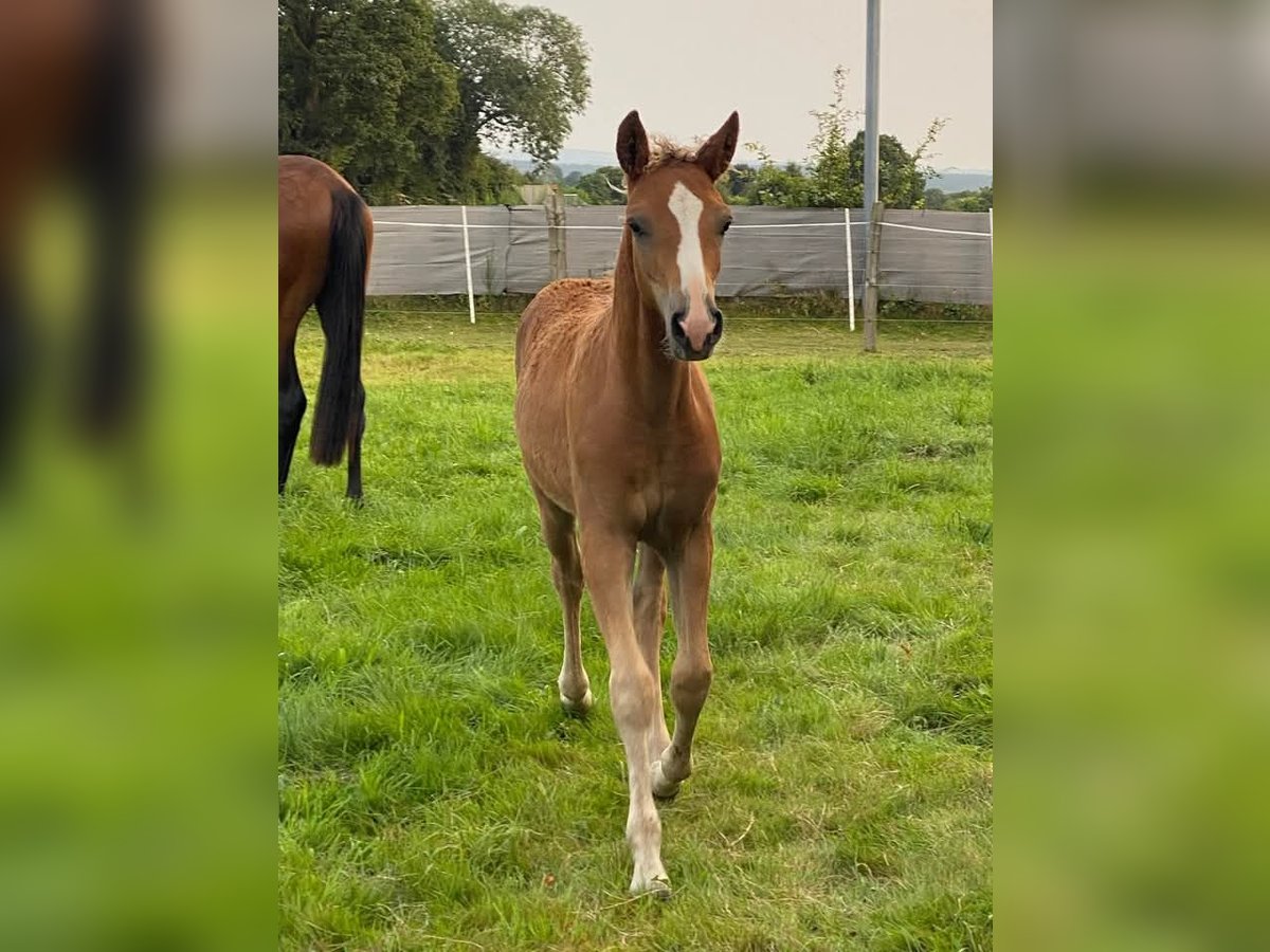 Curly Horse Hengst 1 Jaar 140 cm Roodvos in Ferté Macé